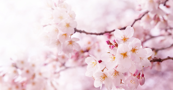 HRC hosts cherry blossom-inspired cooking class April 27